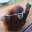 Oranguthong