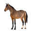 Horse Funeral