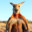 BadKangaroo7