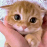 大胆，我可是高手咪