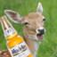 Deer With a Beer