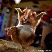 MorčeSniper 🐹🎯