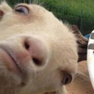 throatgoat