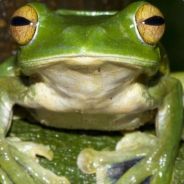 Frog avatar