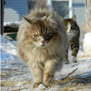 顺拐的西伯利亚森林猫