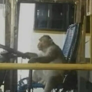 Macaco motorista