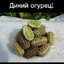 Дикий Огурец's avatar