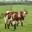 Cattlefishking