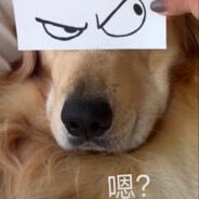 你导得没我倒得快