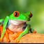 NEKIT_FROG