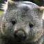 Mr.Wombat