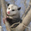 The Awesome Prince o&#039; Possum