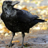 Murder Crow [FWKZT]