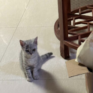 超值的百亿甘露