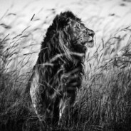 aL_passO* - steam id 76561199552669947