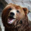 S.B.Bear