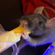 Chewiemuse [Ratthew]