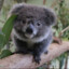 TL.koalaama