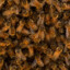 ten thousand bees