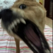 佛波勒扫黄大队长