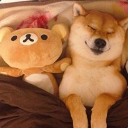 过气网红小鹿城