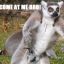 SexyLemur