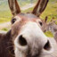 Donkey
