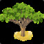 Acacia Tree