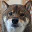 Shiba Jai