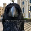 Local Raven