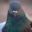 Mr_Pigeon