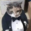 cat gentleman