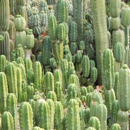 Fake Mr. Cactus