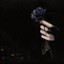 black rose ♦