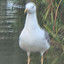 GOELAND
