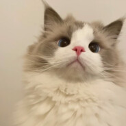 狗狗我呀是最棒棒的寻血猎犬捏