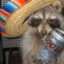 Raccoon