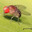 muha drozophila Steam avatar
