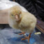 Pollito