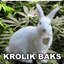 KróLik BaKs