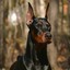 Doberman