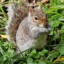 CodeSquirrel89