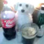perrito gaseoso