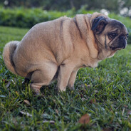 СИЁГА КАЛАТУШЕЧКА