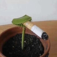 frogstronaut