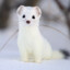 Japanese Snow Stoat