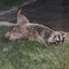 Sexy Trash Panda avatar
