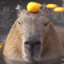 Capybara