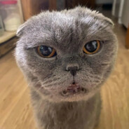 flow x япринцеска