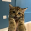 meow